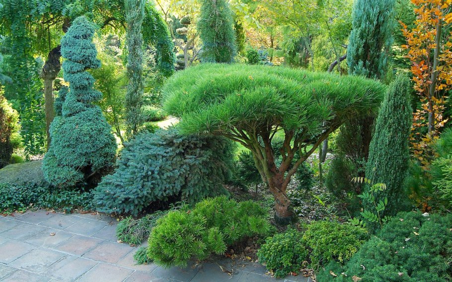 Тис бонсай ниваки