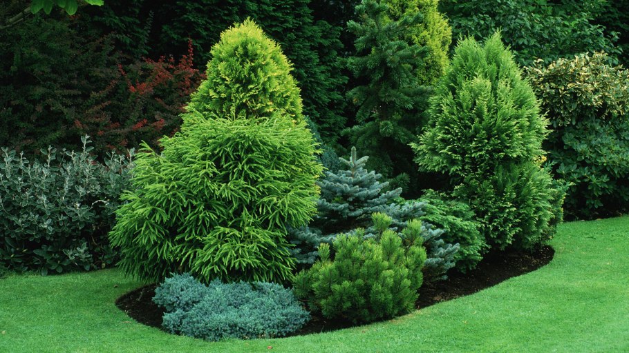 Туя Брабант