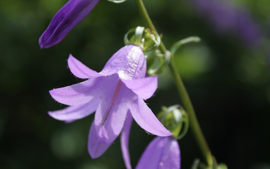 Колокольчик Кампана Lilac