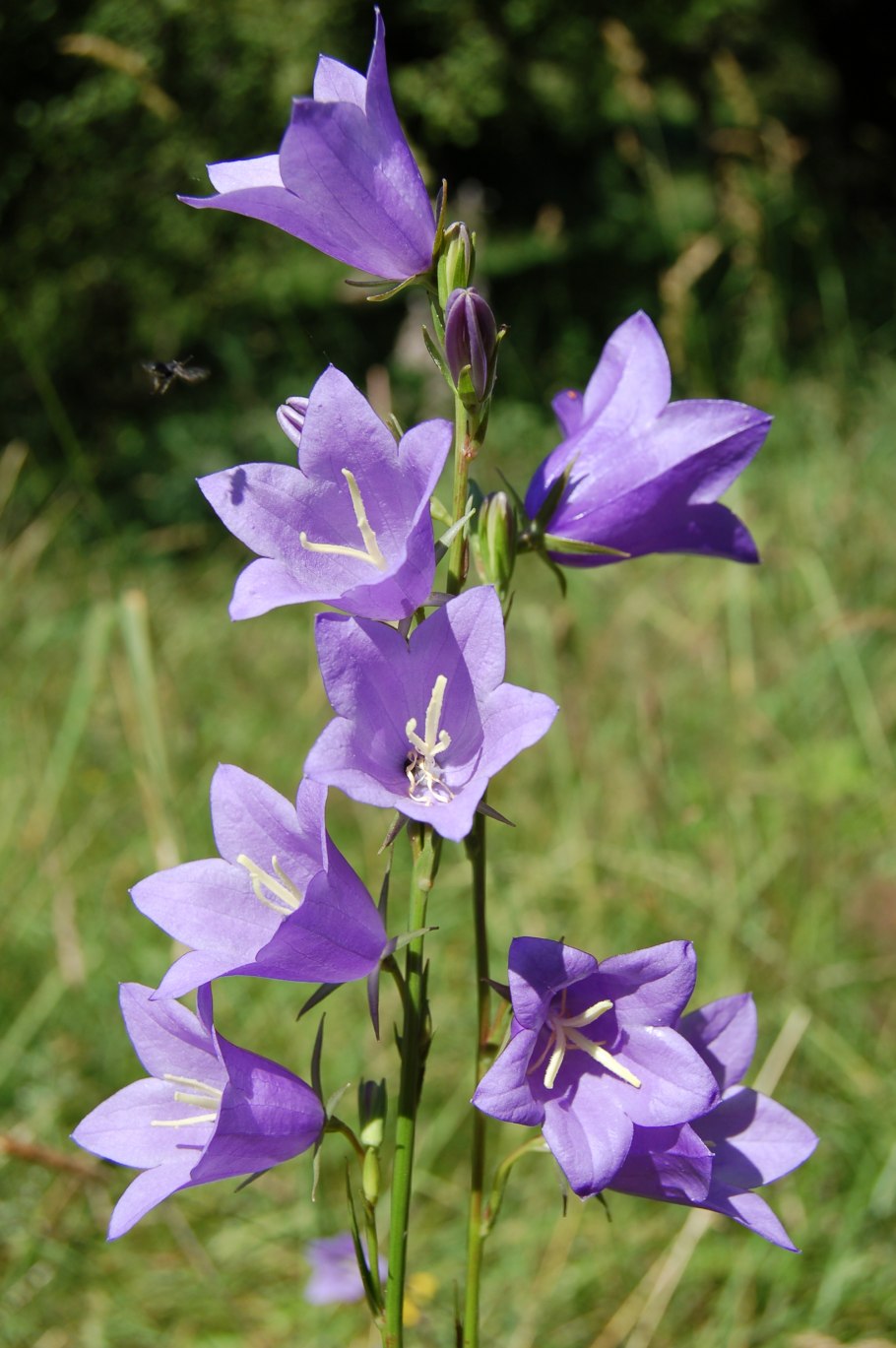 Колокольчик персиколистный Campanula persicifolia