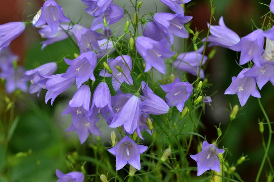 Колокольчик круглолистный Campanula rotundifolia