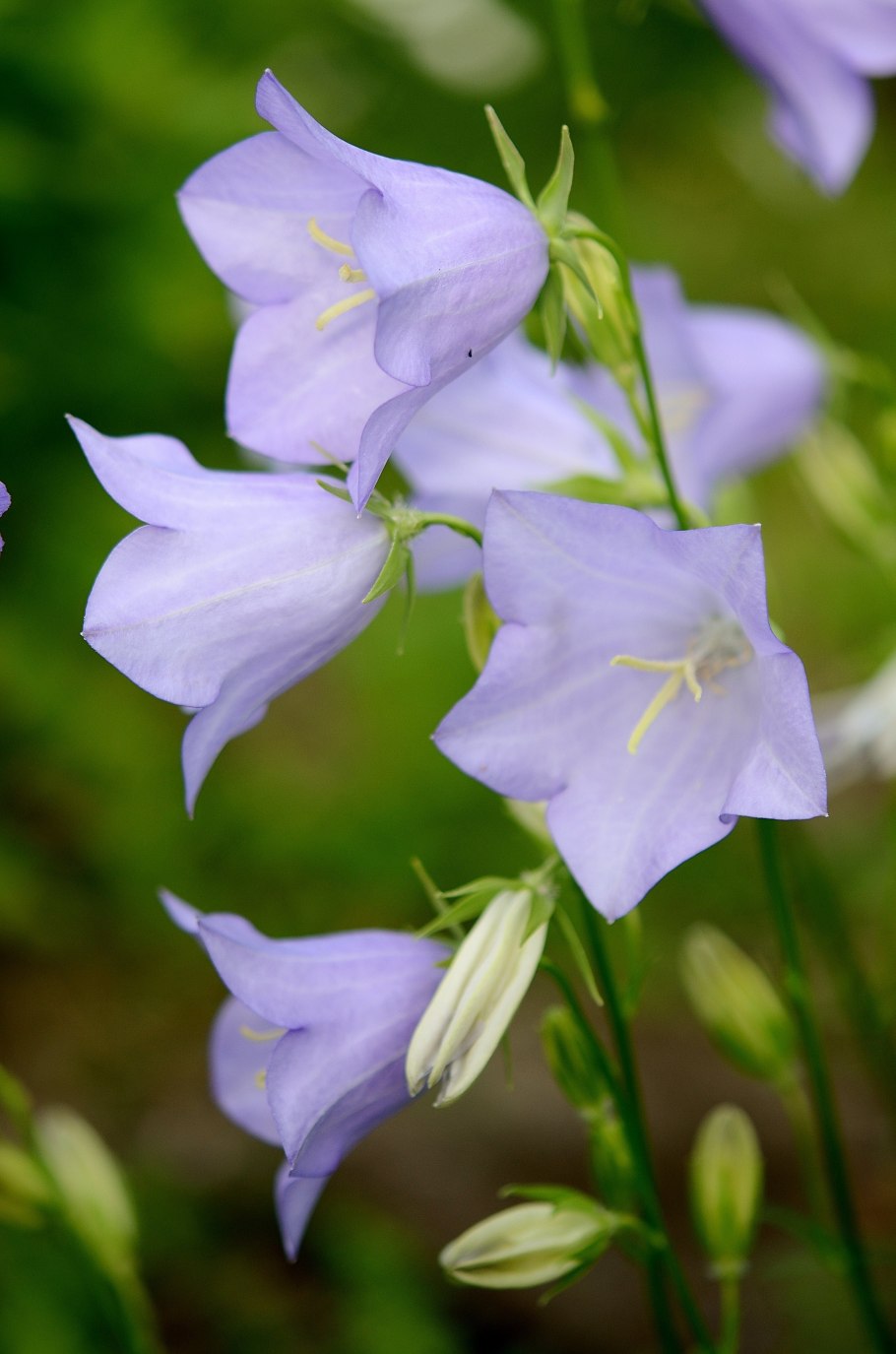 Колокольчик (Campanula Kent Belle c1)