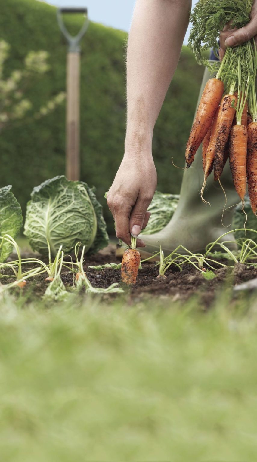 Овощи на огороде