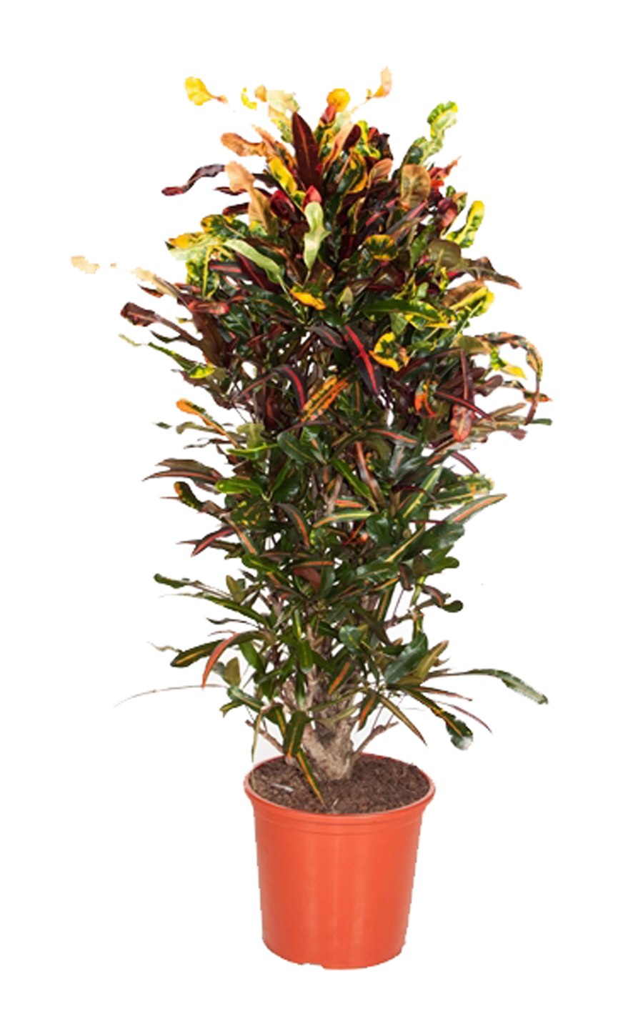 Кодиеум Варигатум Мамми