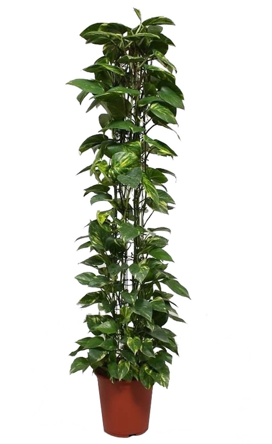 Лиана сциндапсус комнатное растение