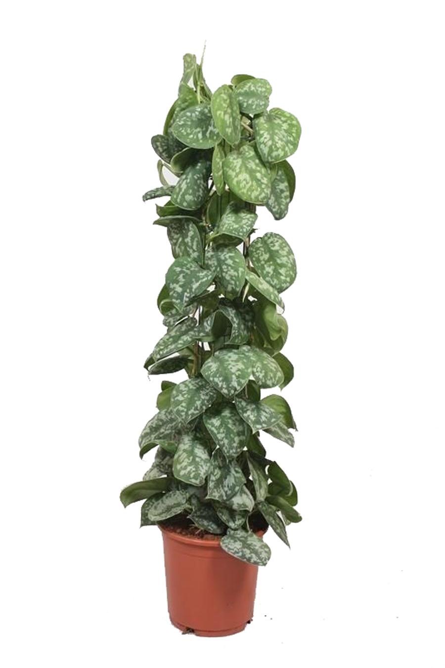 Лиана Эпипремнум