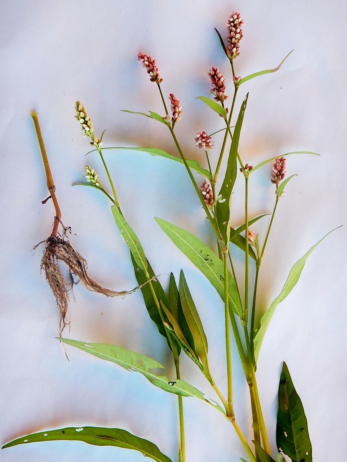Водяной перец растения (53 фото) - красивые картинки и обои на рабочий стол