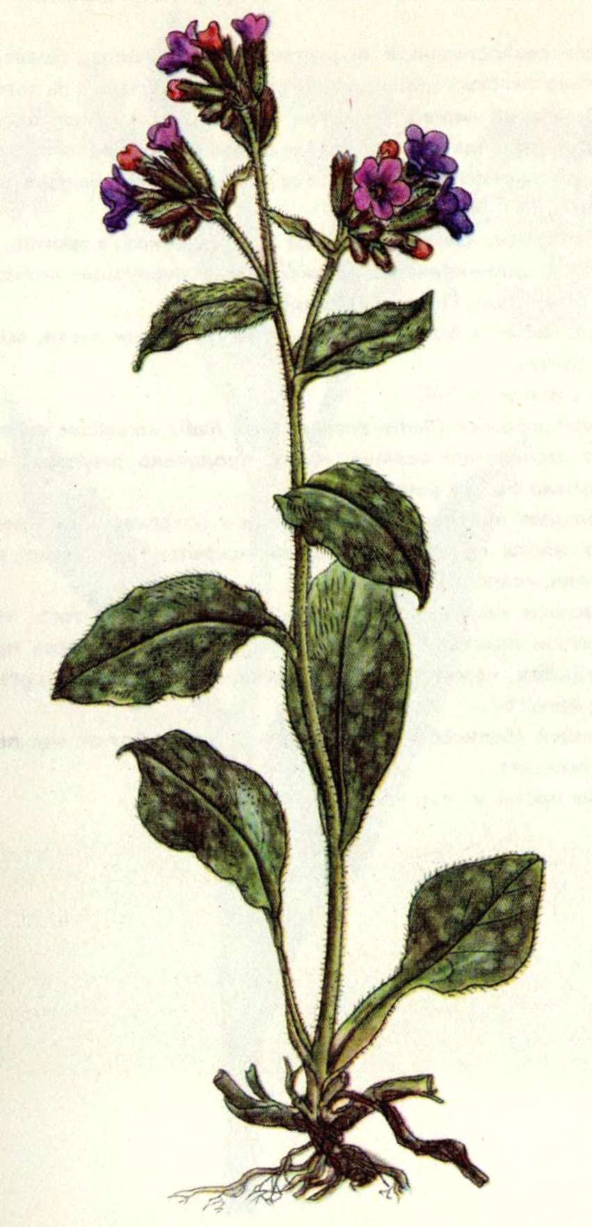 Медуница Льюис Палмер