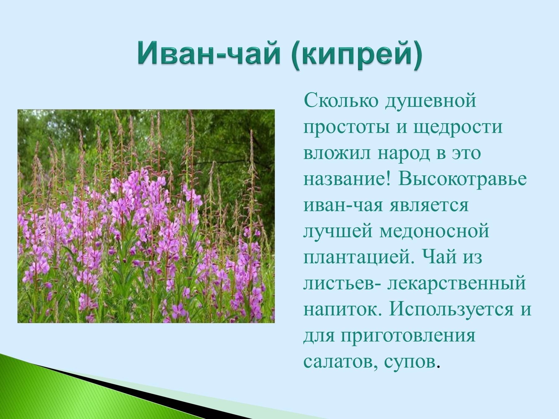 лечебные травы брянской области фото и описание