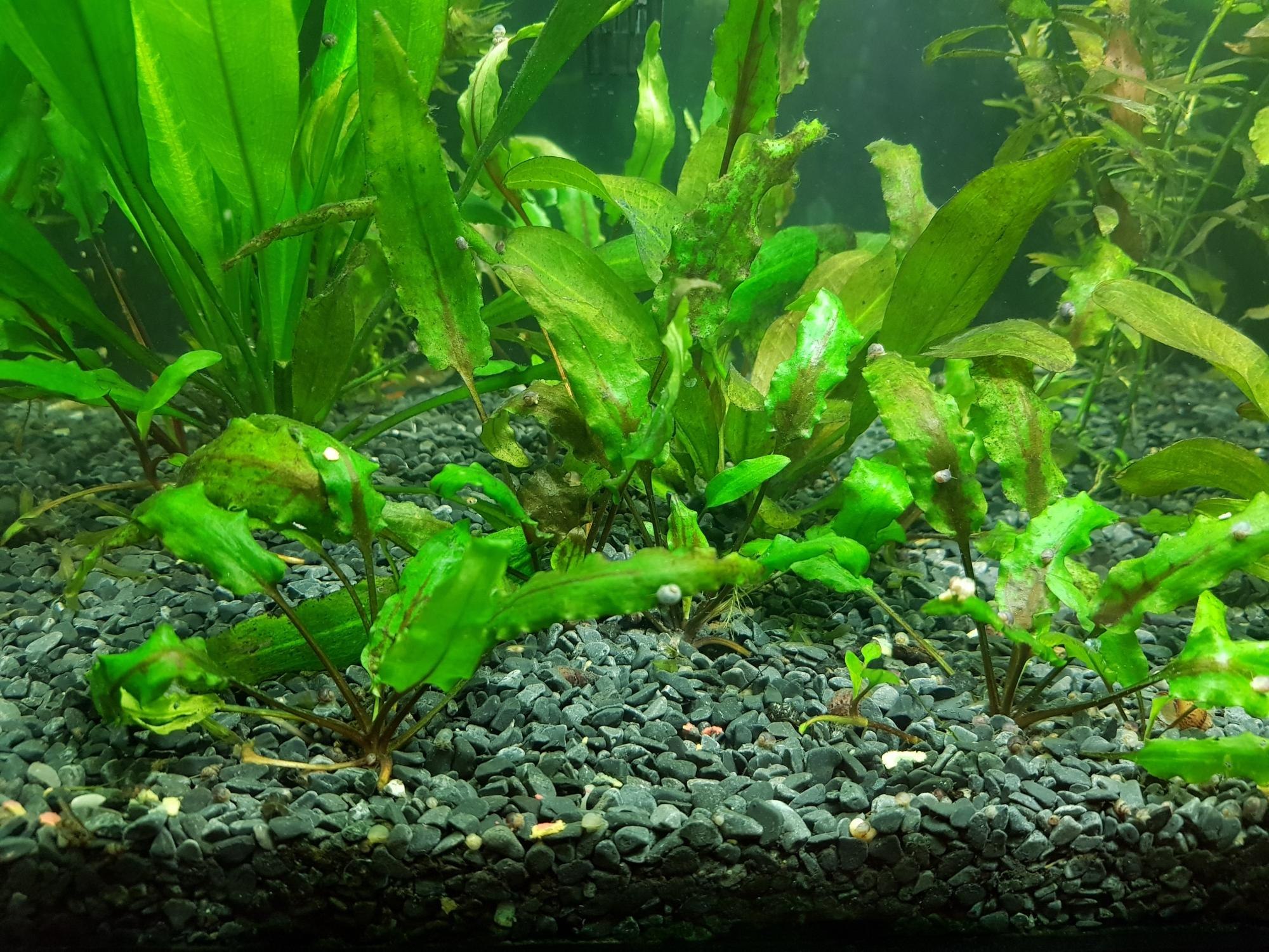 Дубок мексиканский аквариумное растение фото