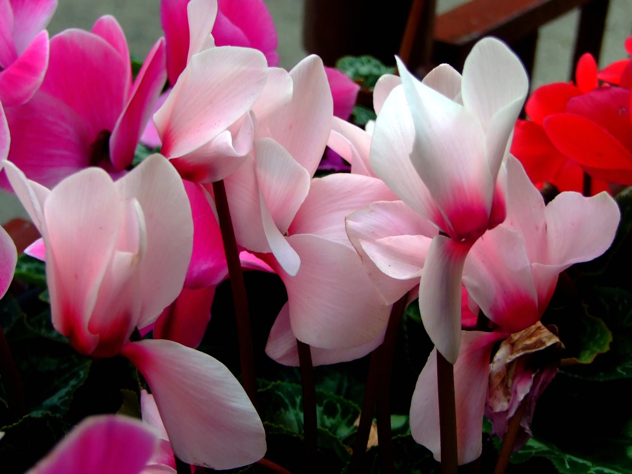 Цикламен весной уход в домашних условиях. Цикламен персидский. Цветок цикламен персидский. Цикламен персидский крупноцветковый. Цикламен розовый.