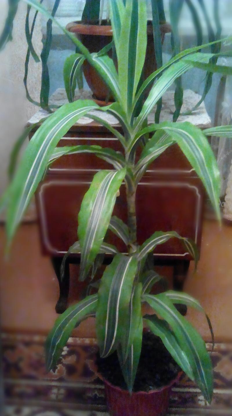 Хлорофитум полосатый