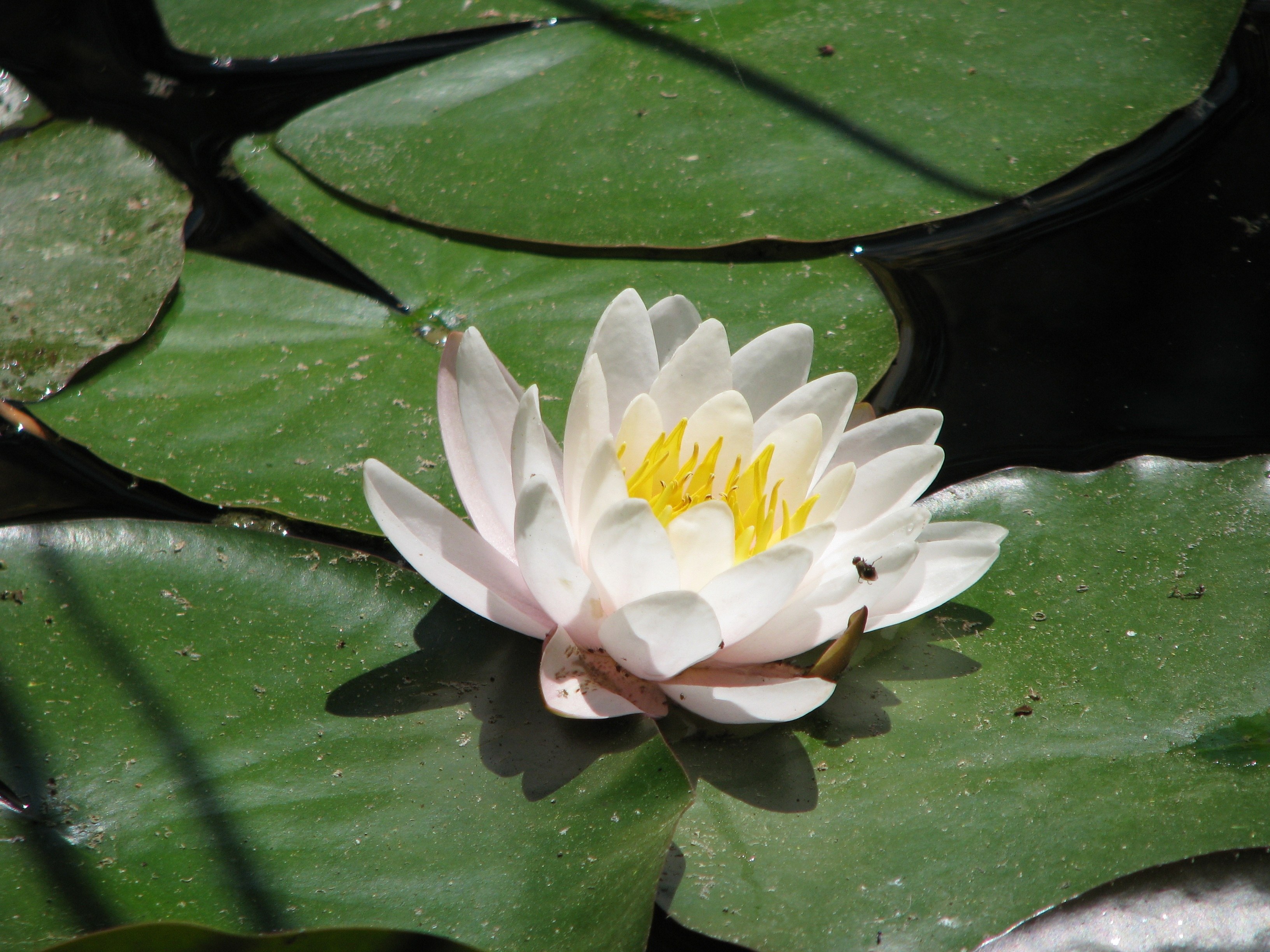 Почему водные цветковые растения. Водяная Лилия/Nymphaea. Лилия нимфея. Лилия кувшинка. Нимфеи водяные лилии.