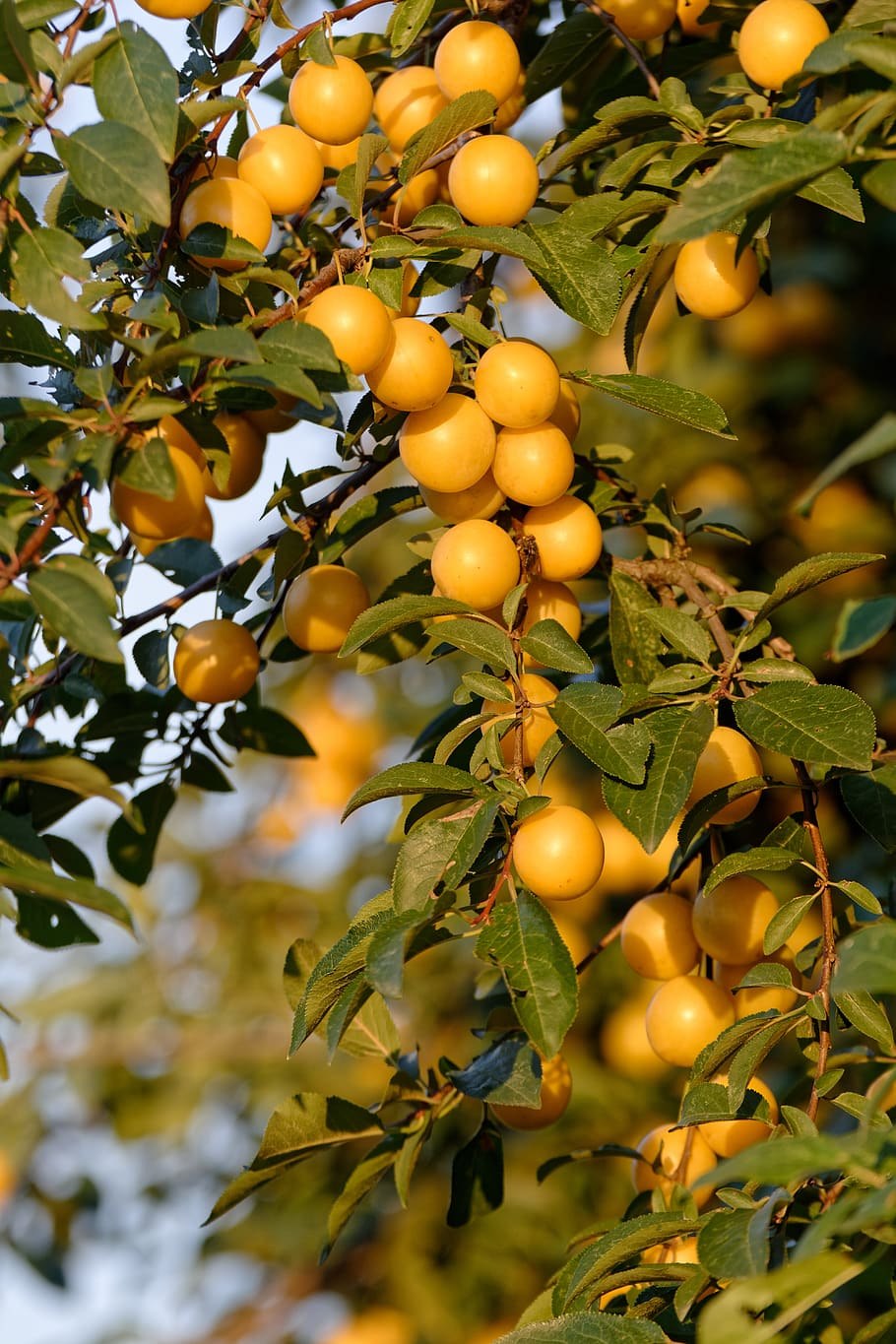 Слива Ренклод Альтана