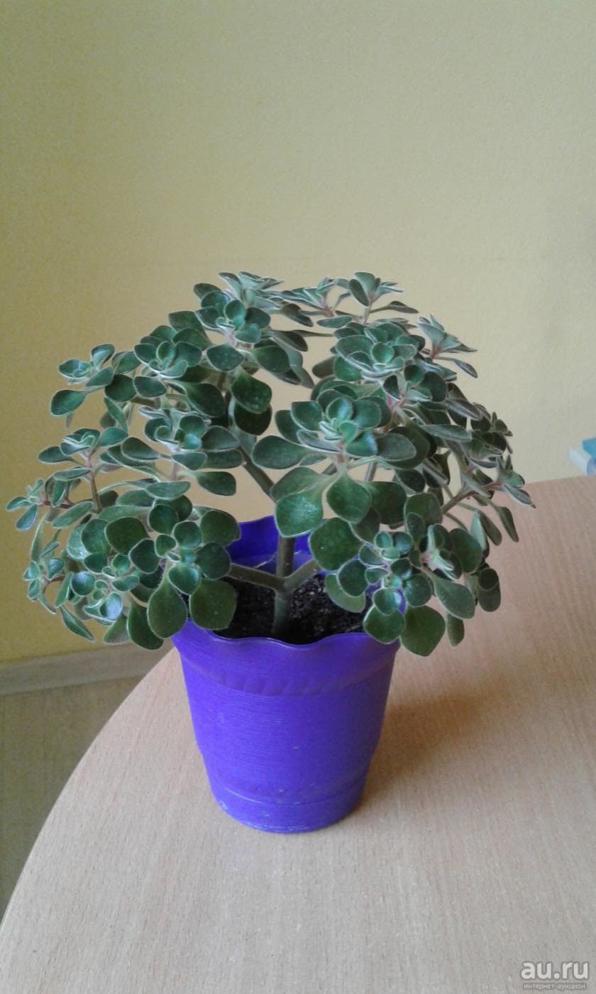 Аихризон Росток