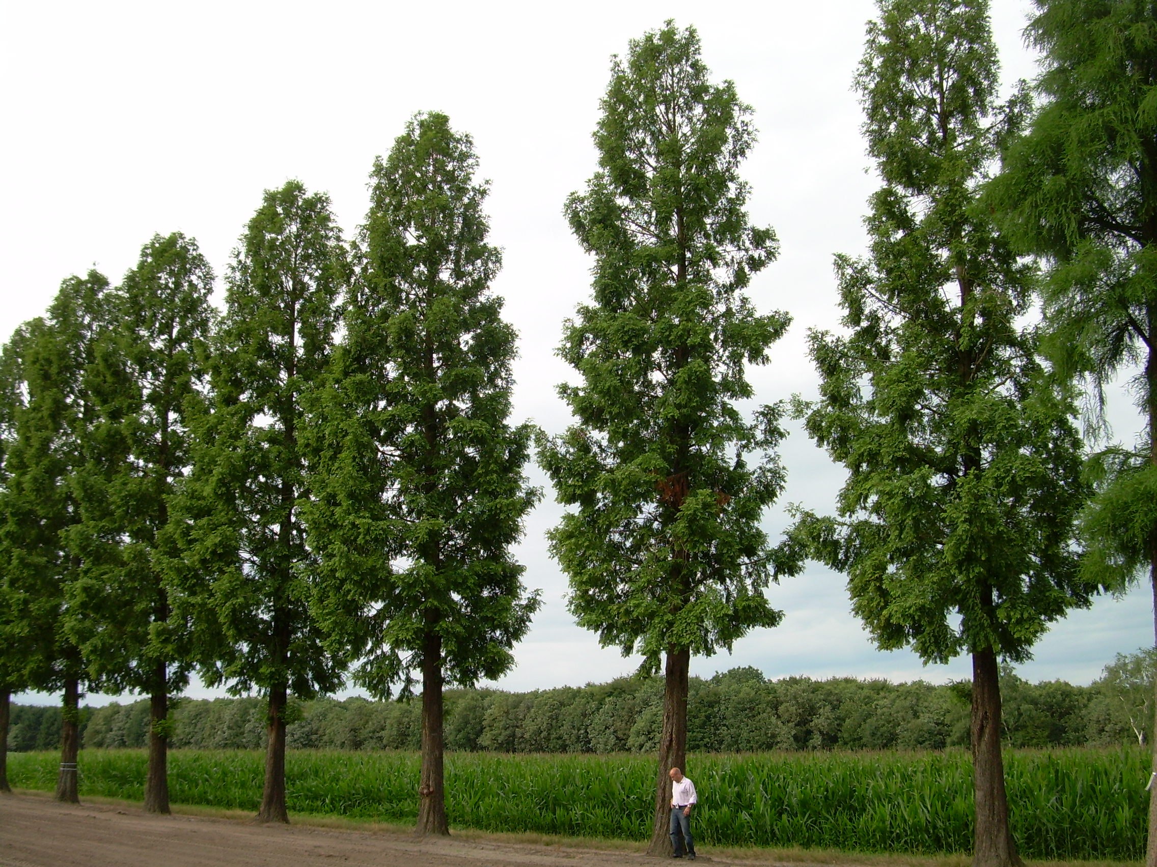 Деревья средней полосы фото. Метасеквойя. Метасеквойя дерево. Метасеквойя глиптостробоидная. Секвойя Метасеквойя.