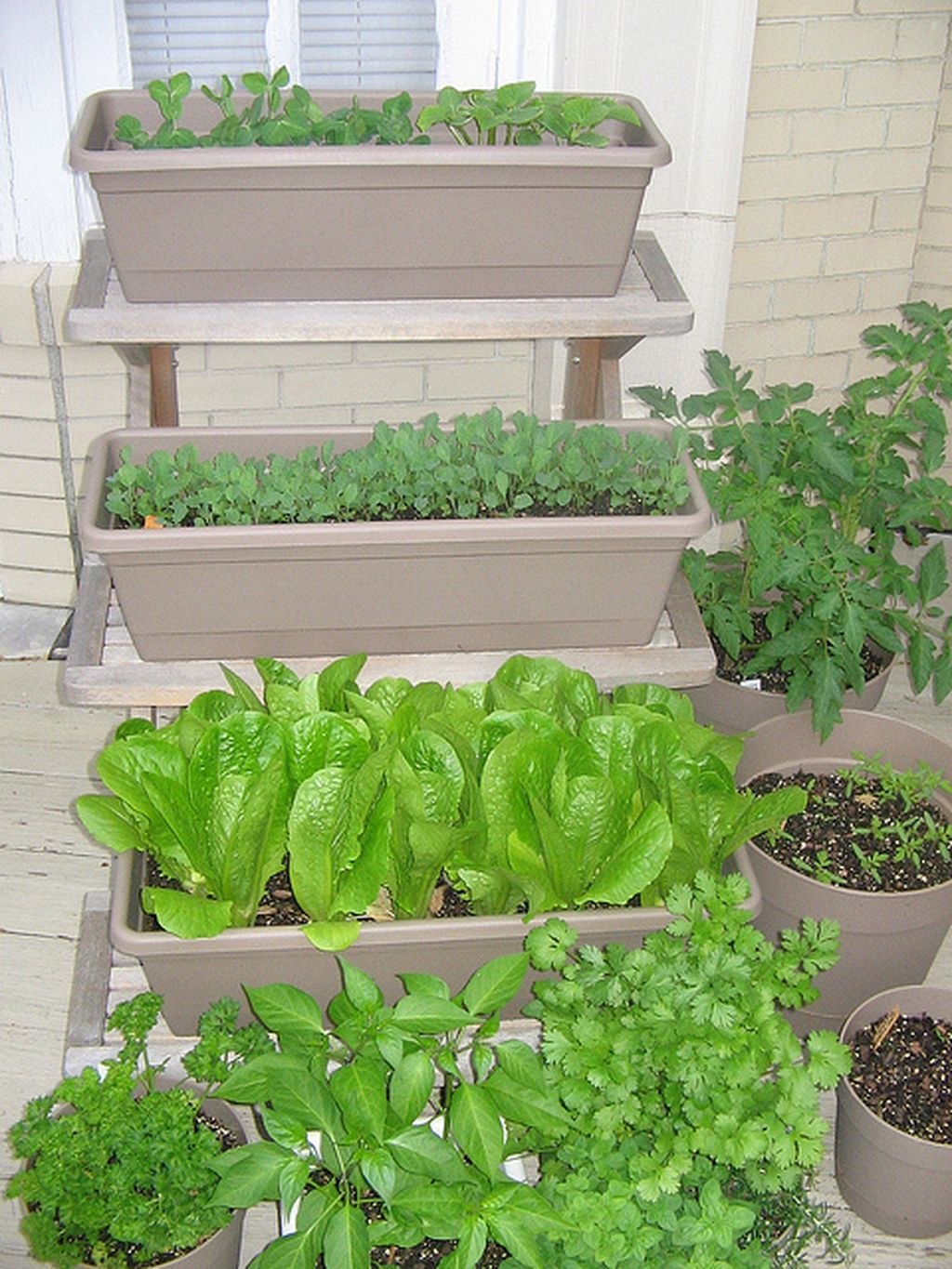 Огород овощи и рассада. Мини огородик на балконе. Брокколи зеленая грядка. Балконный огород. Грядки на балконе.