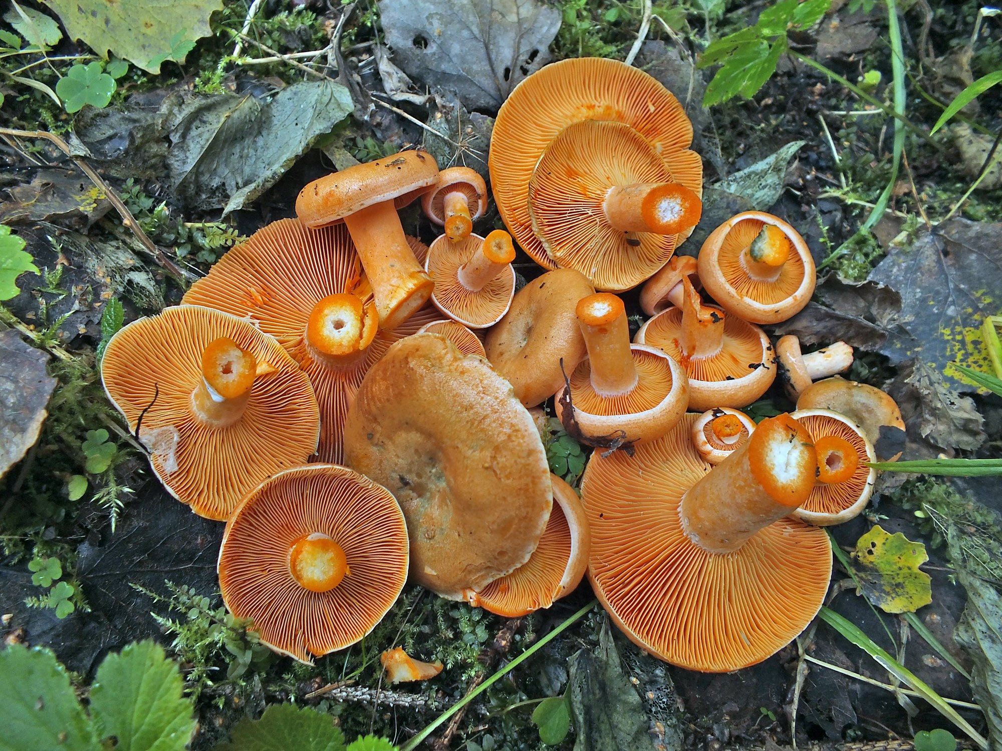 Цвет рыжиков. Рыжик еловый (Lactarius deterrimus). Рыжик Сосновый/Боровой (Lactarius deliciosus);. Гриб млечник оранжевый. Оранжевый гриб Рыжик.