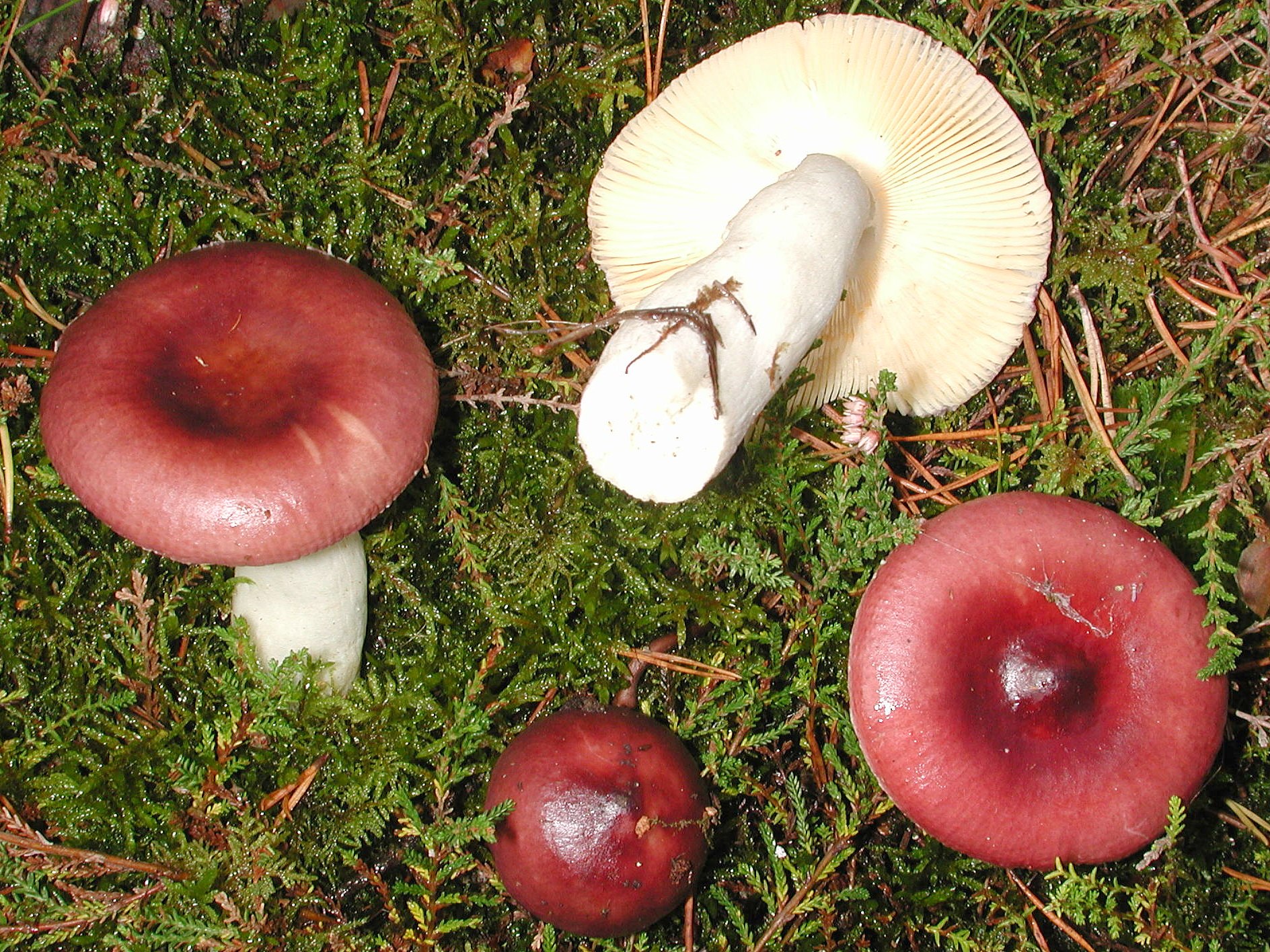 Крымские грибы сыроежки