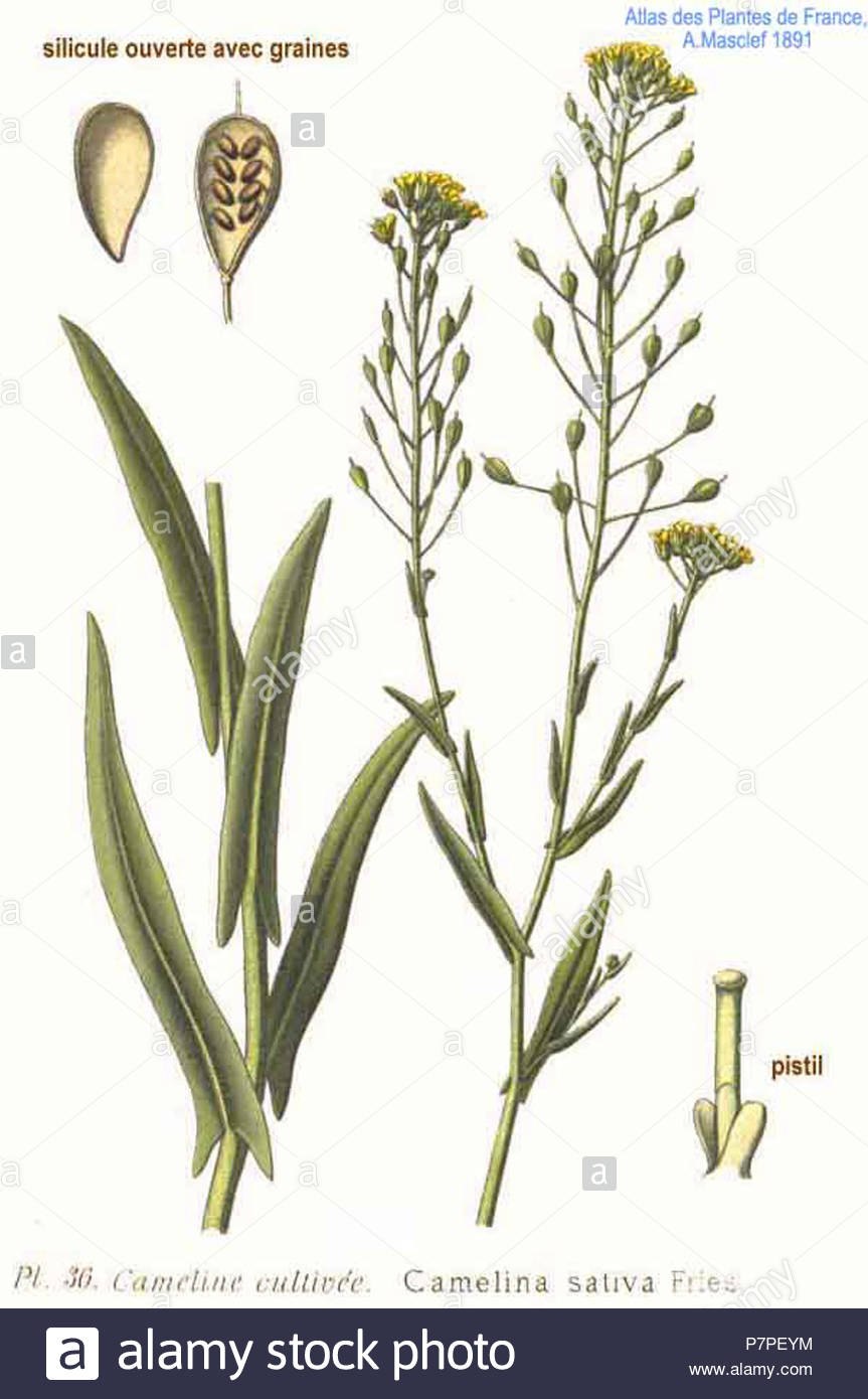 Рыжик растение