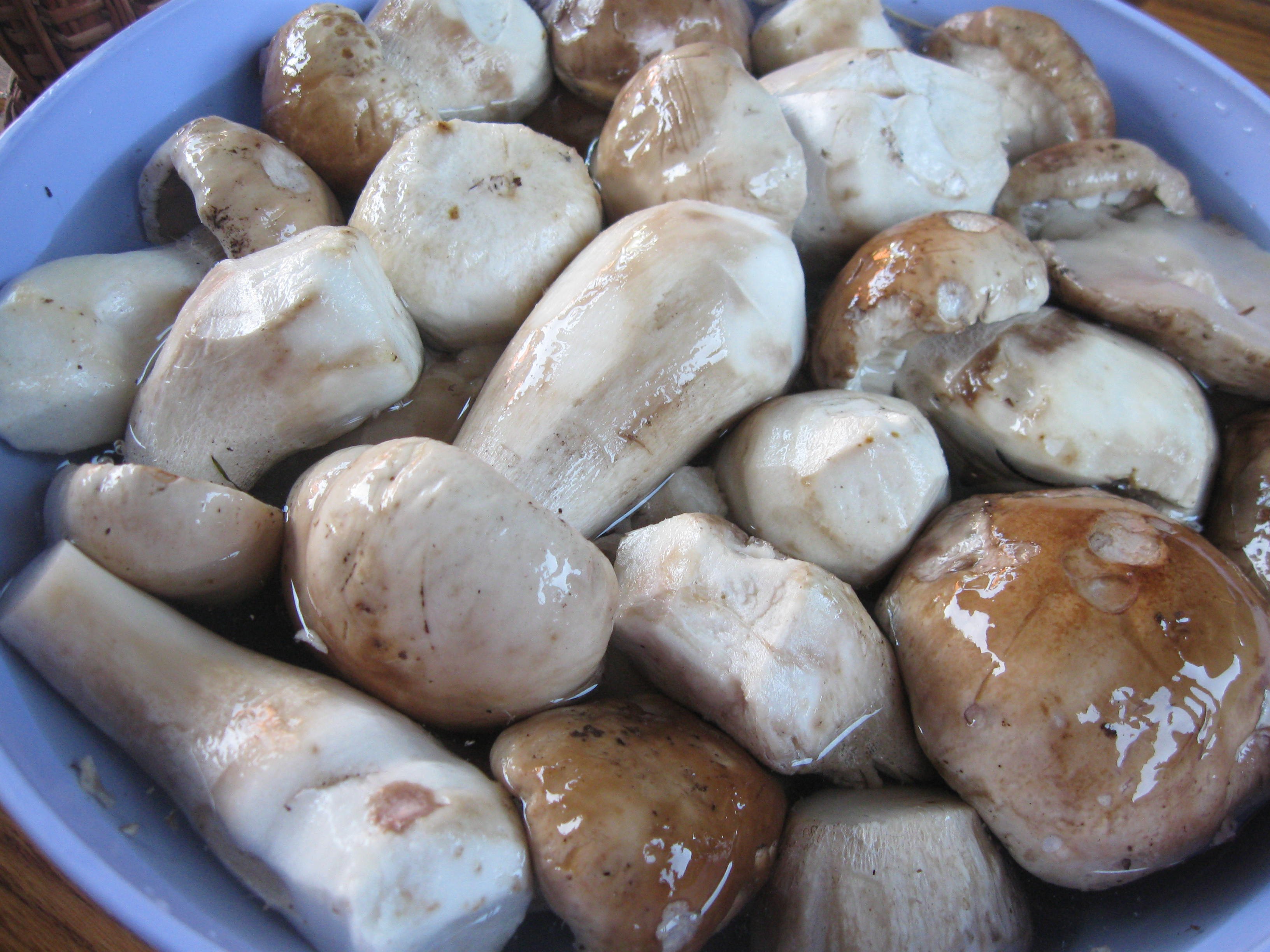 Степной белый гриб в Узбекистане