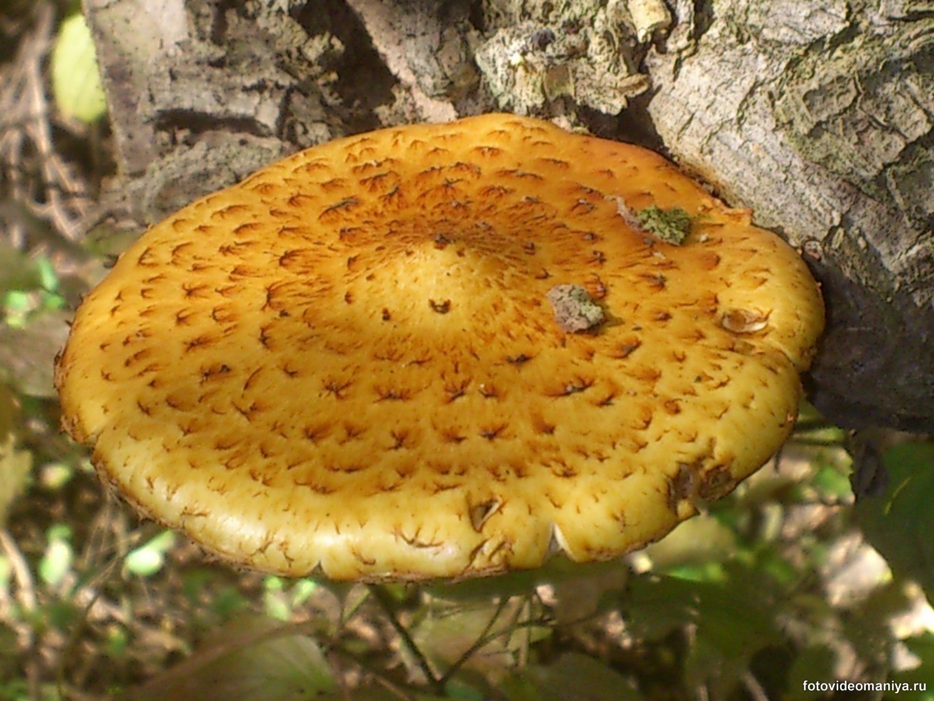 Пластинчатый гриб растет на дереве