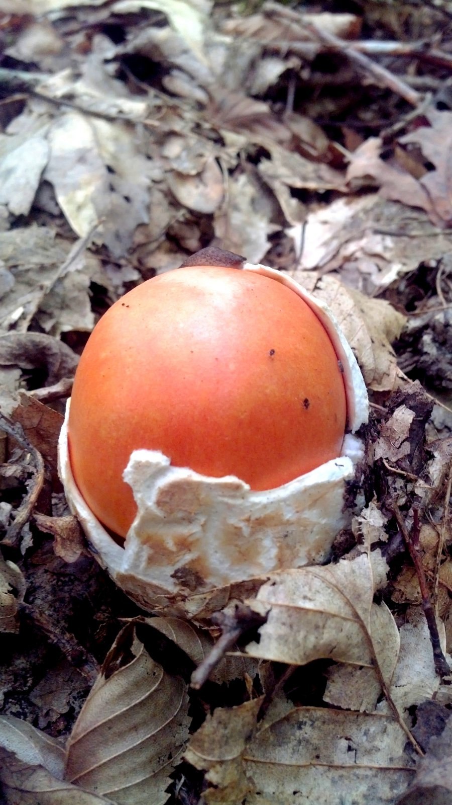 Съедобные и несъедобные грибы и ягоды