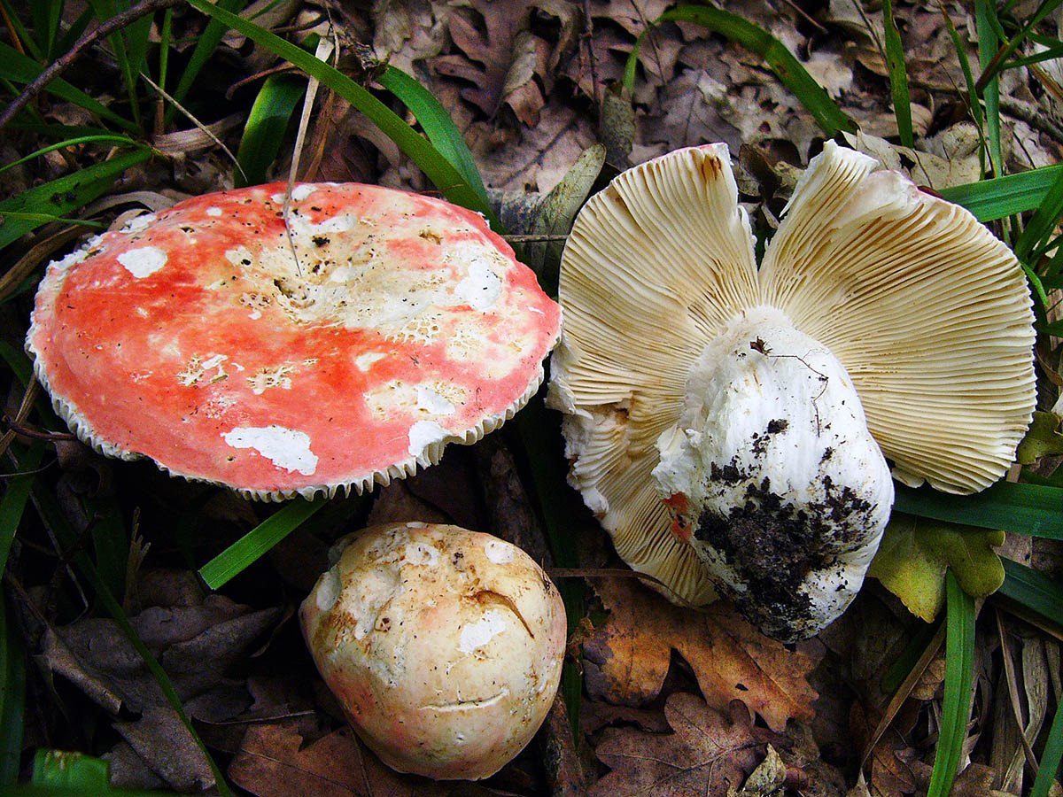 Ядовитые грибы краснодарского. Сыроежка пластинчатый гриб. Сыроежка съедобные грибы. Сыроежка розовая Russula rosea. Белянка гриб.