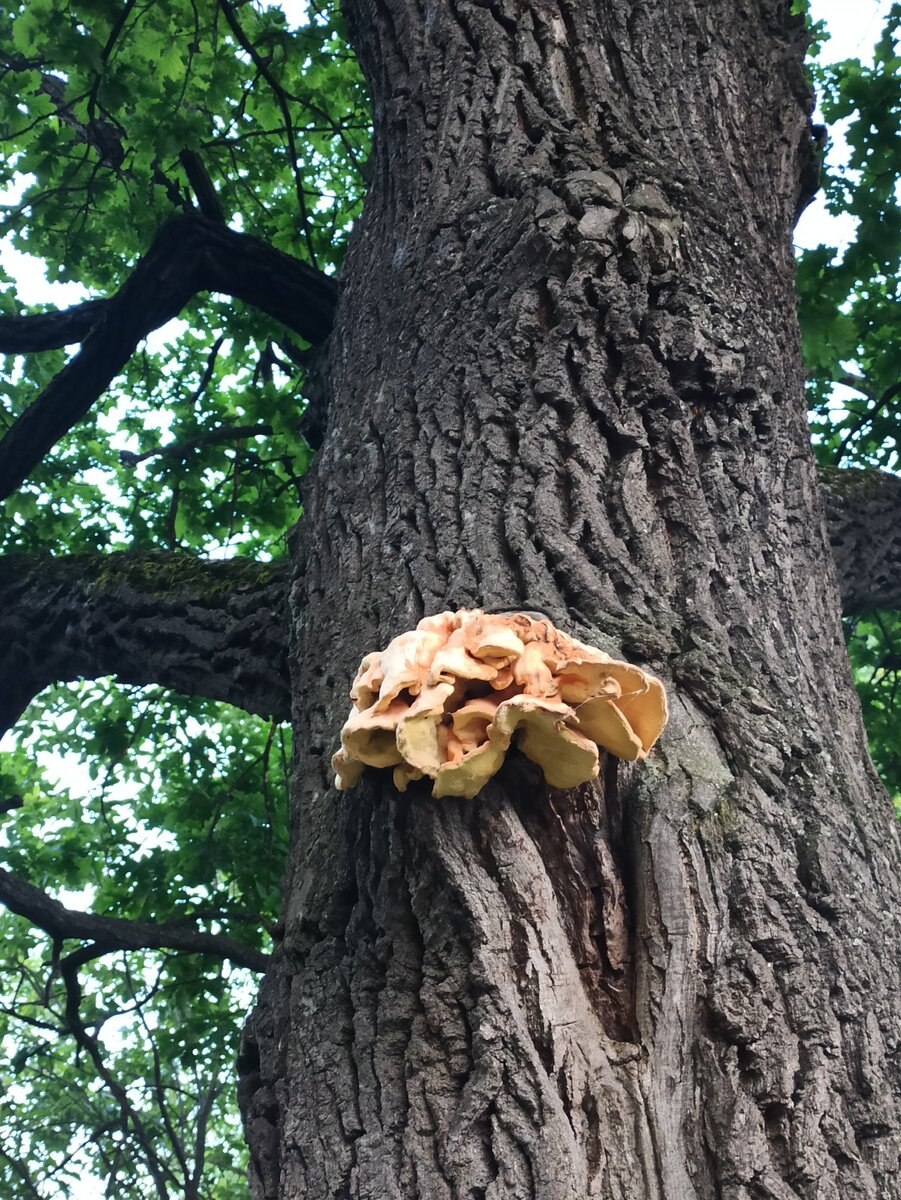 Гриб на дубе