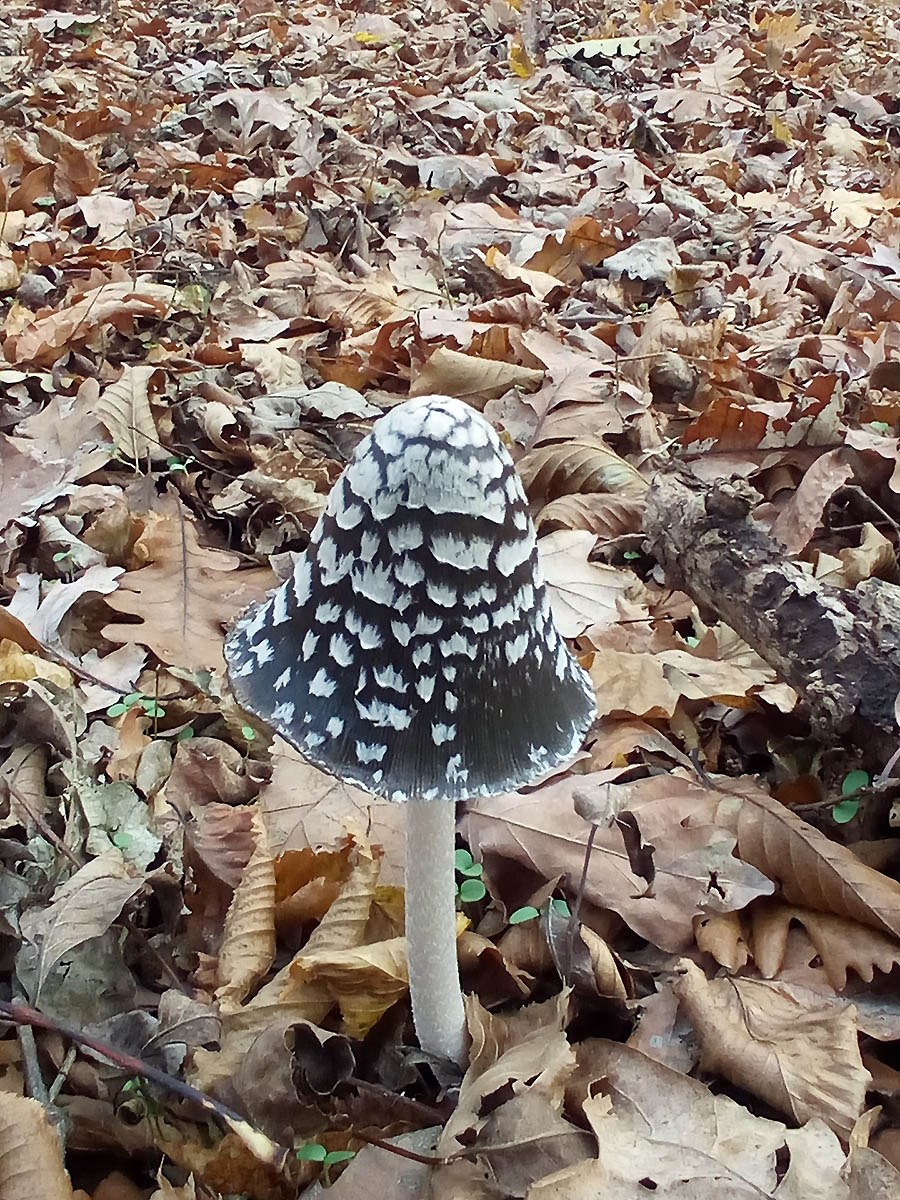 Навозник смолистый гриб