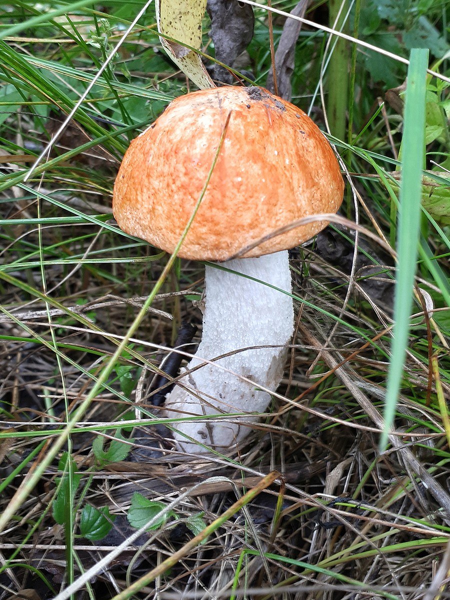 Болетус синеющий