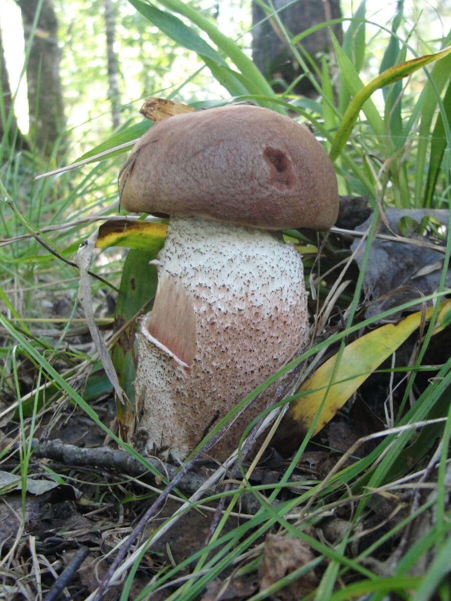 Подберезовик серый (59 фото)