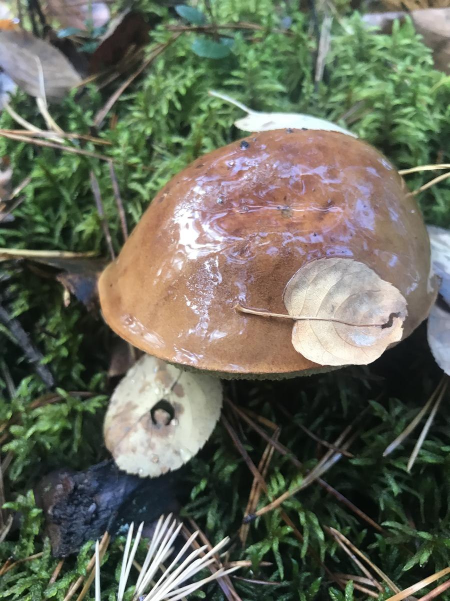 Сопливые грибы названия