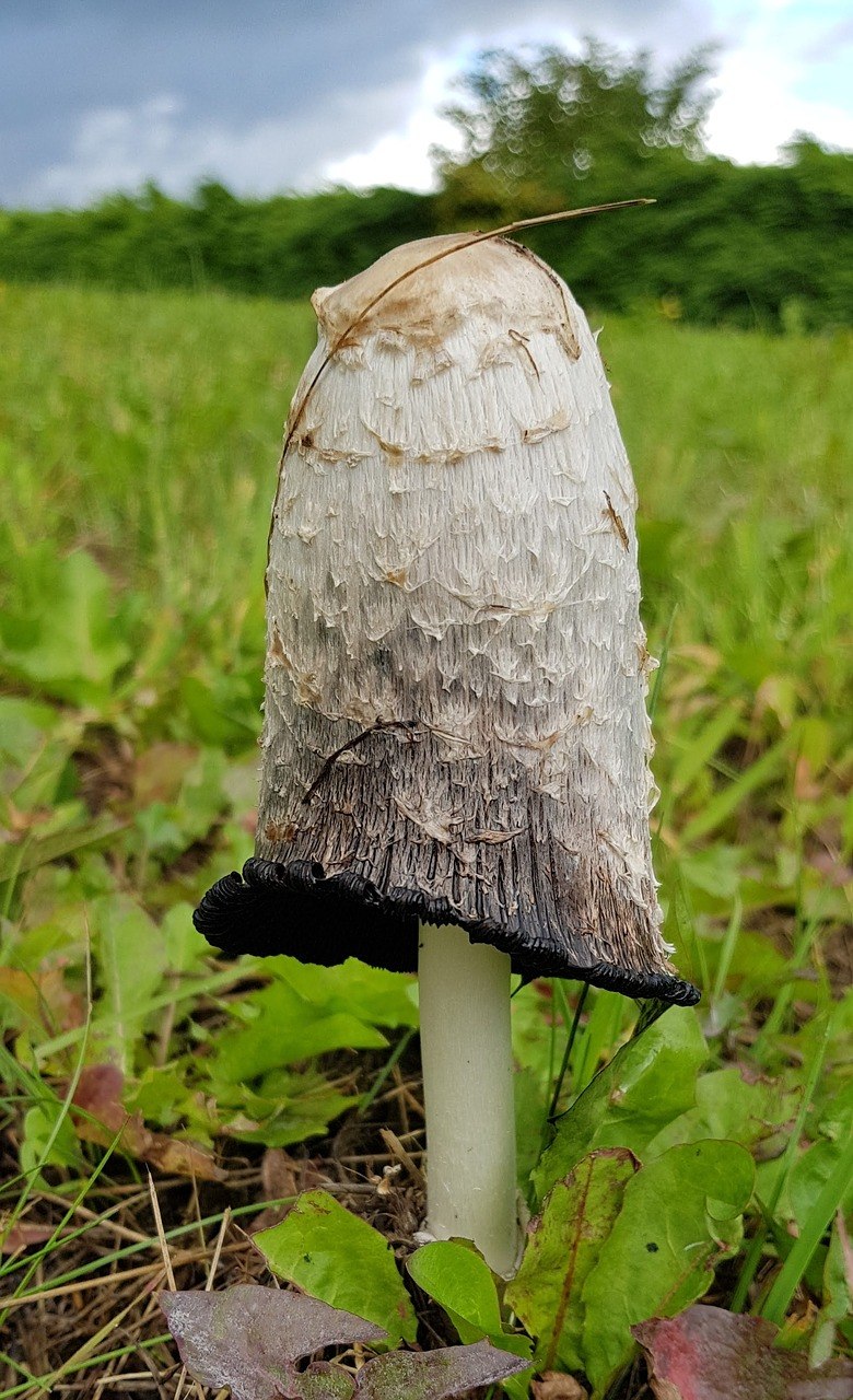 Чернильный гриб