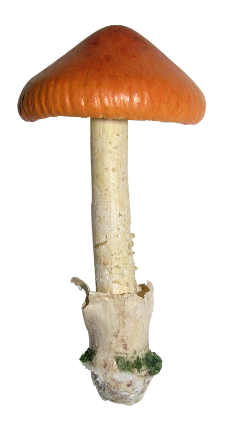 Высокие грибы