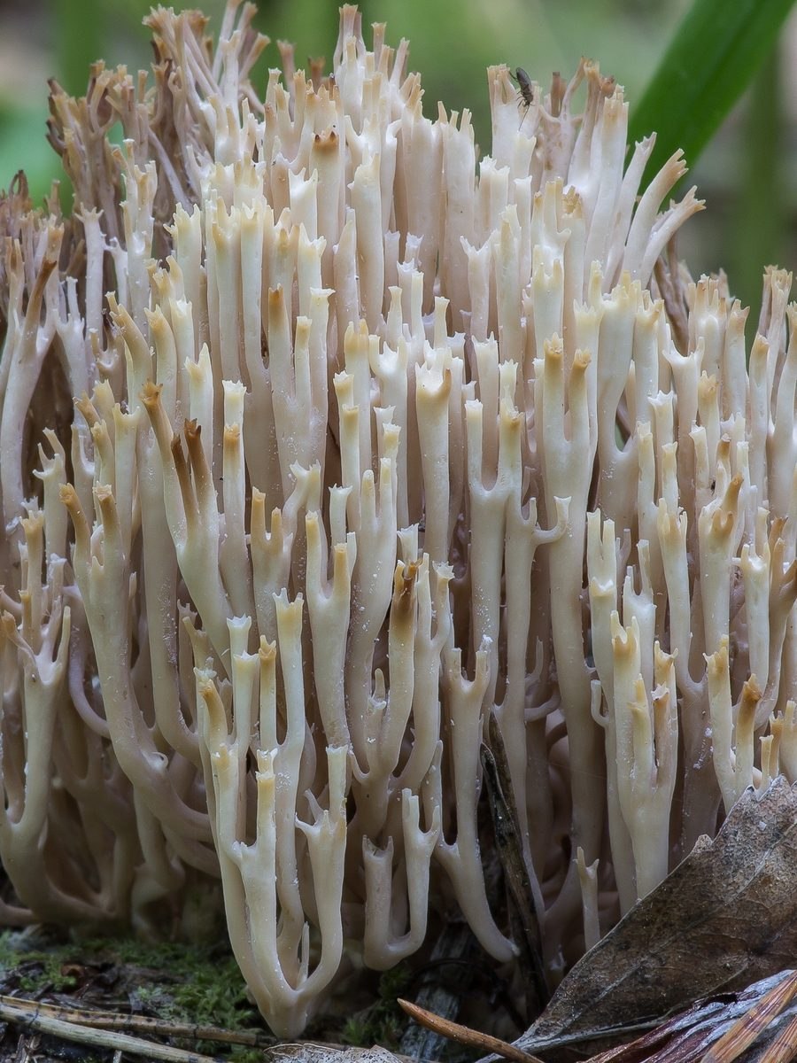 Клавикорона Тиссовая