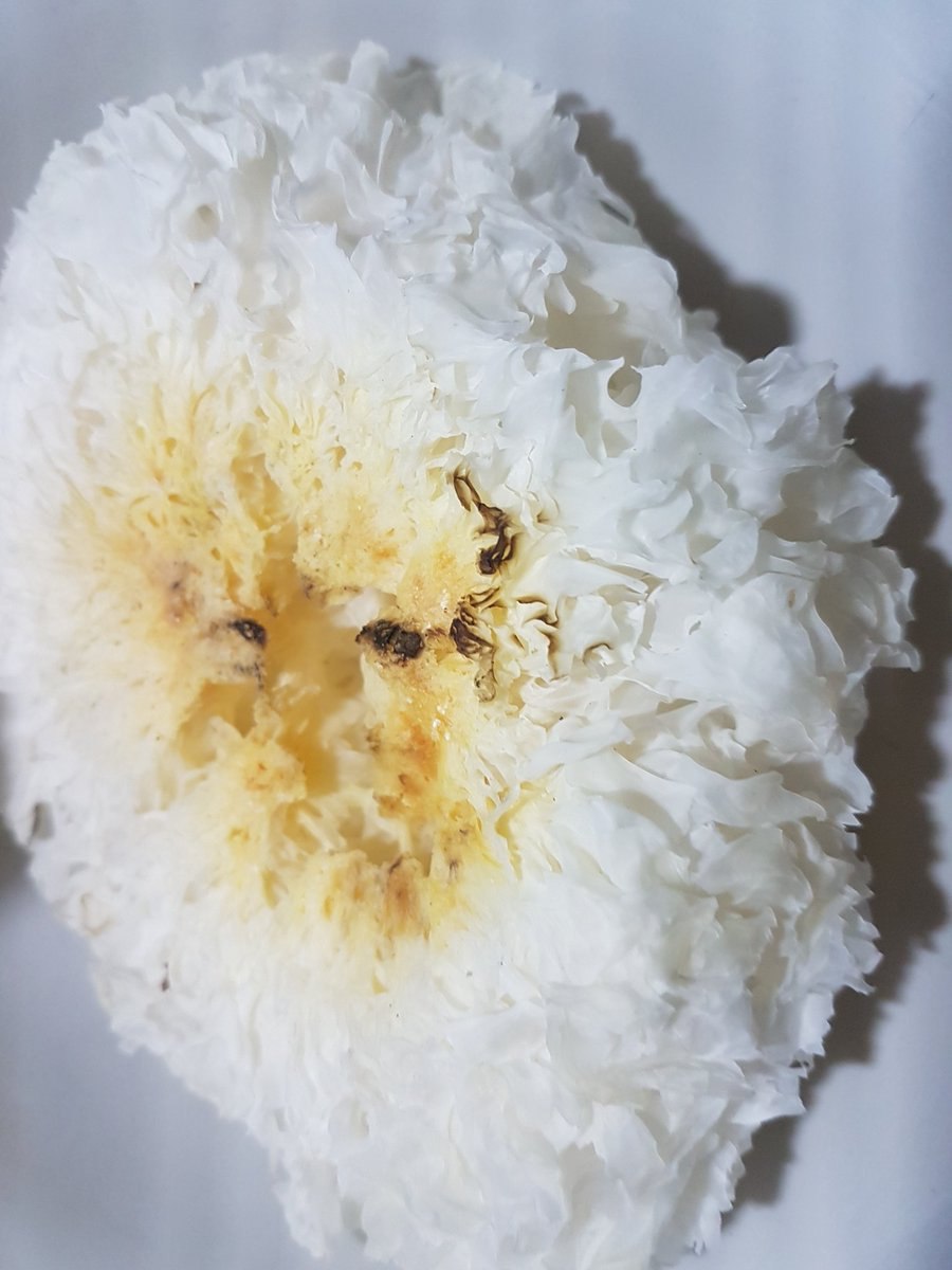 Exidiopsis effusa гриб