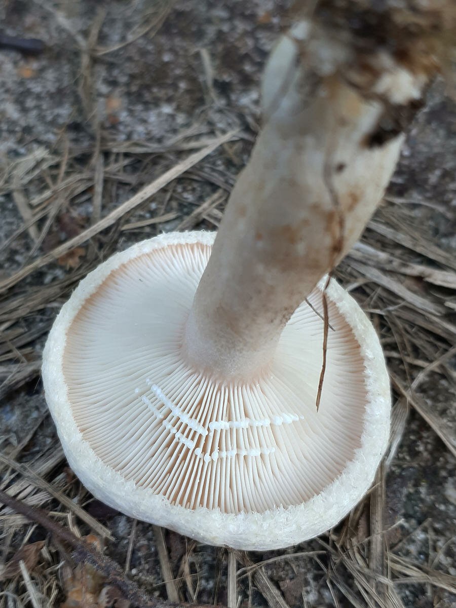 Волнушка белая Lactarius pubescens