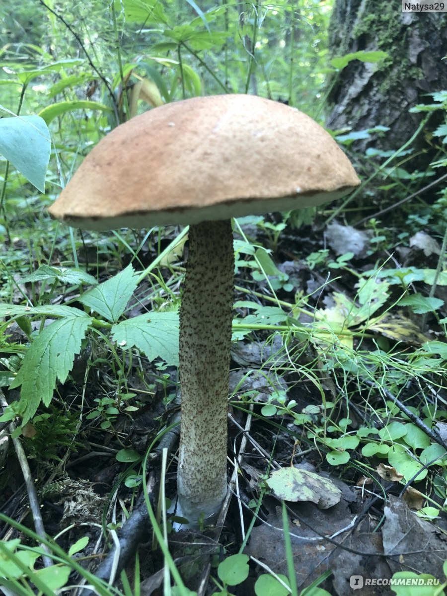 Черный гриб подберезовик (60 фото)