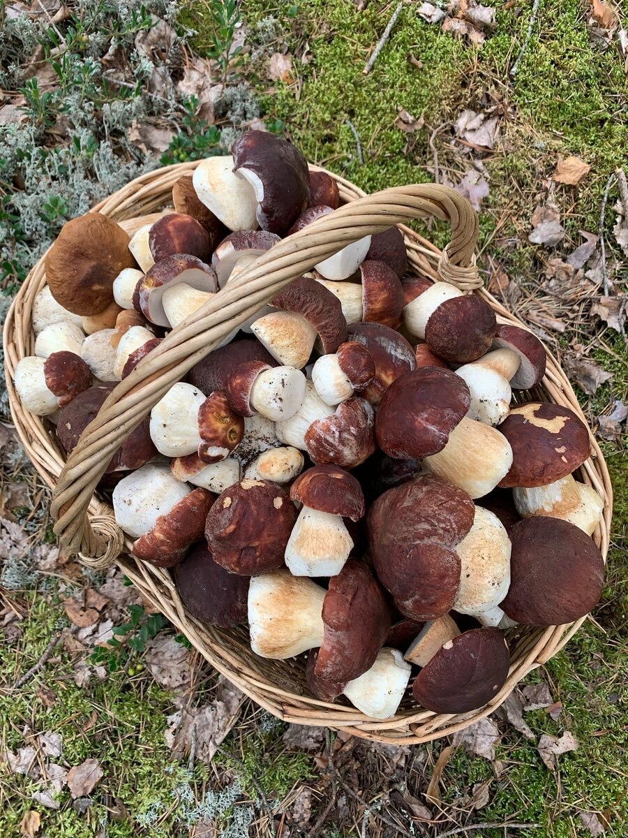 Маленький Боровичок