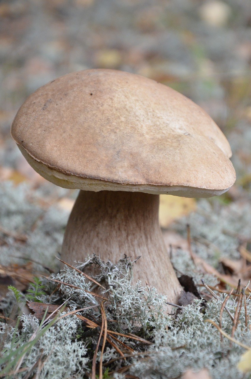 Грибы беленькие