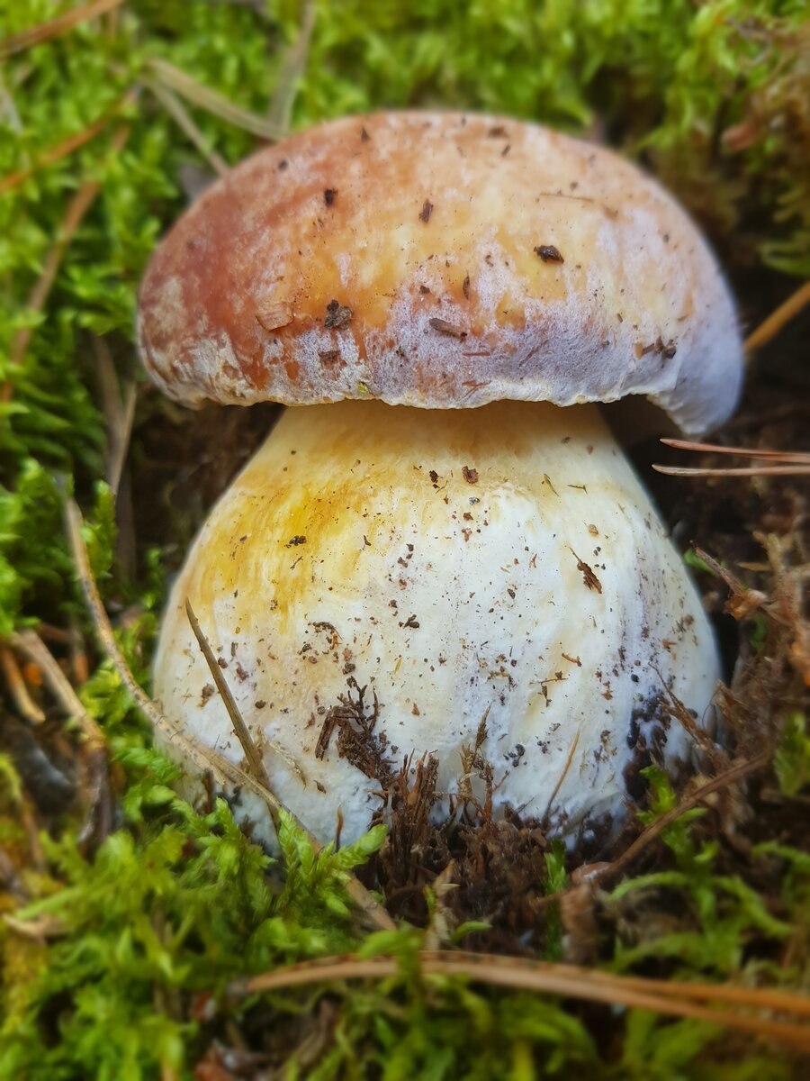 Грибы Псковской области