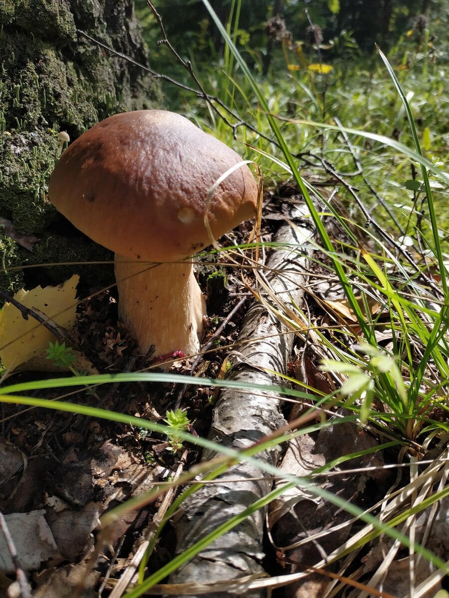 Грибы брусята