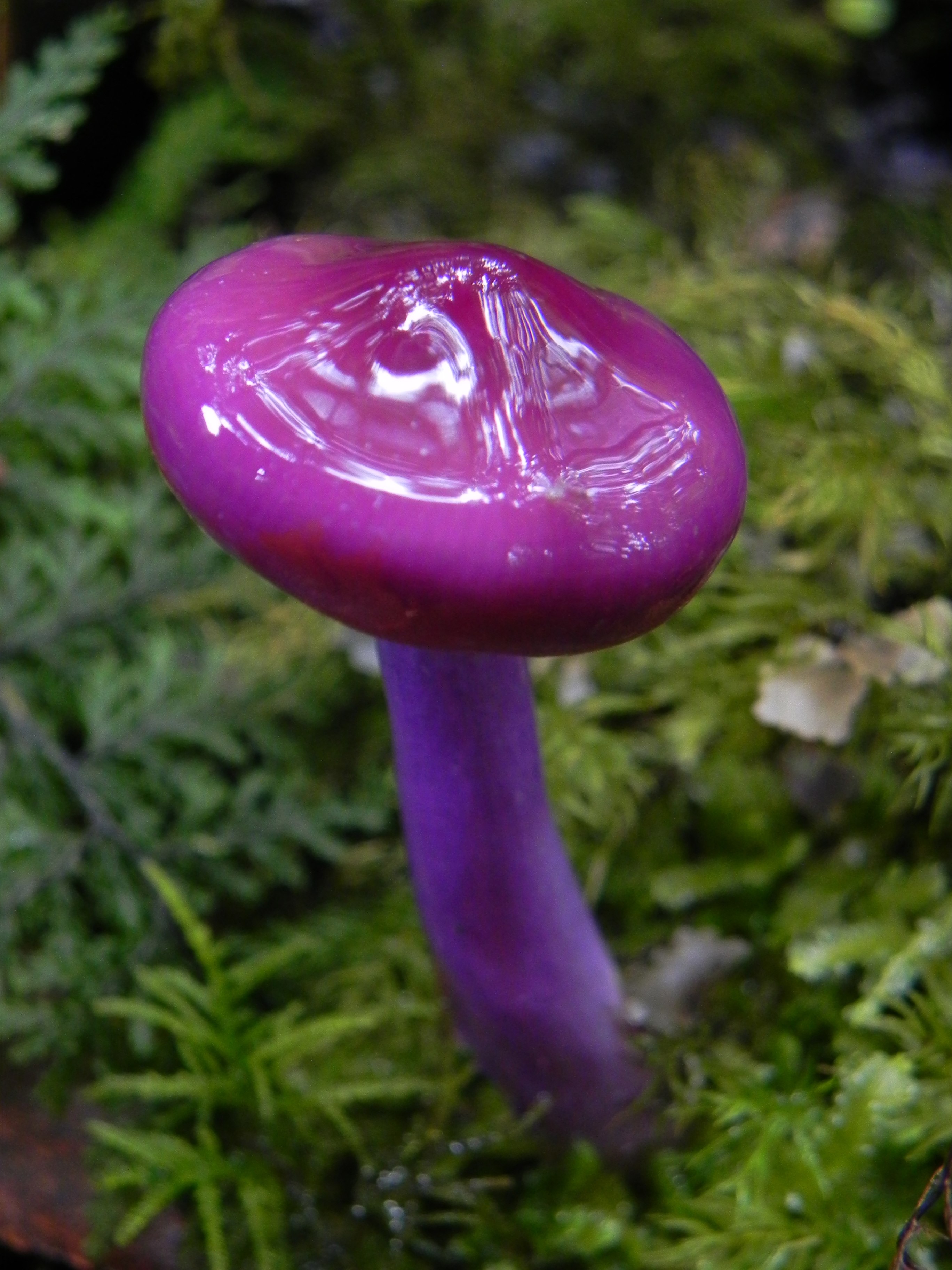 Паутинник пурпурный