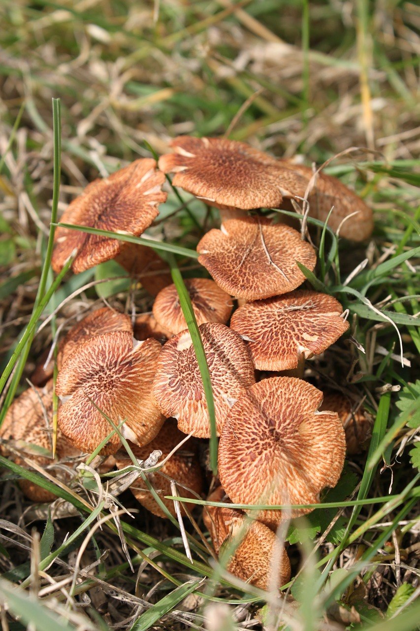 Млечник дубовый Lactarius Quietus съедобный?