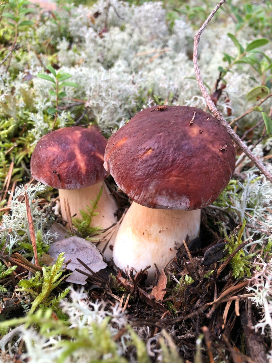 Белые грибы в беломошнике