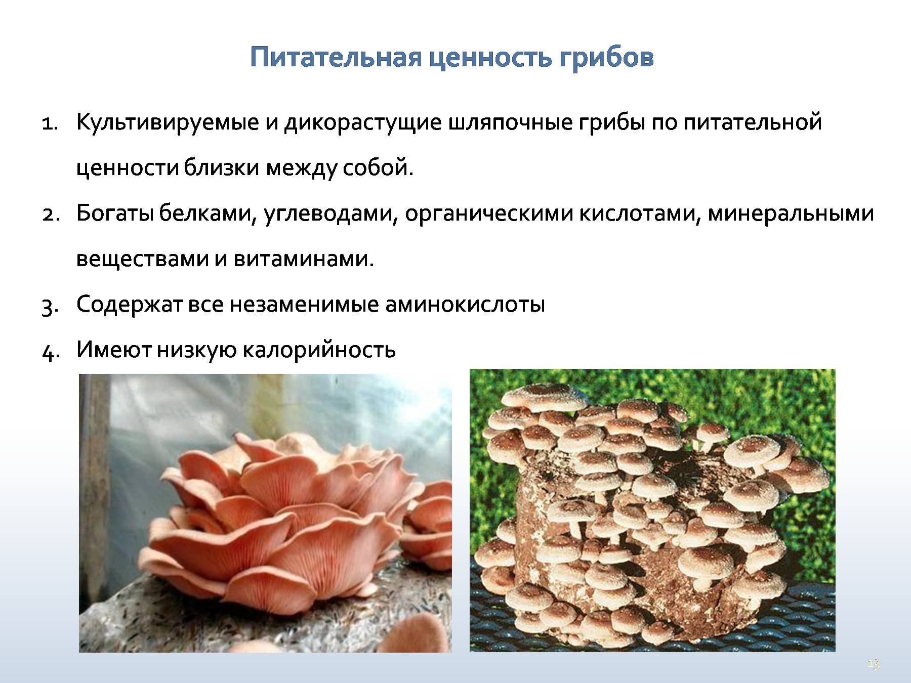Пищевая ценность грибов