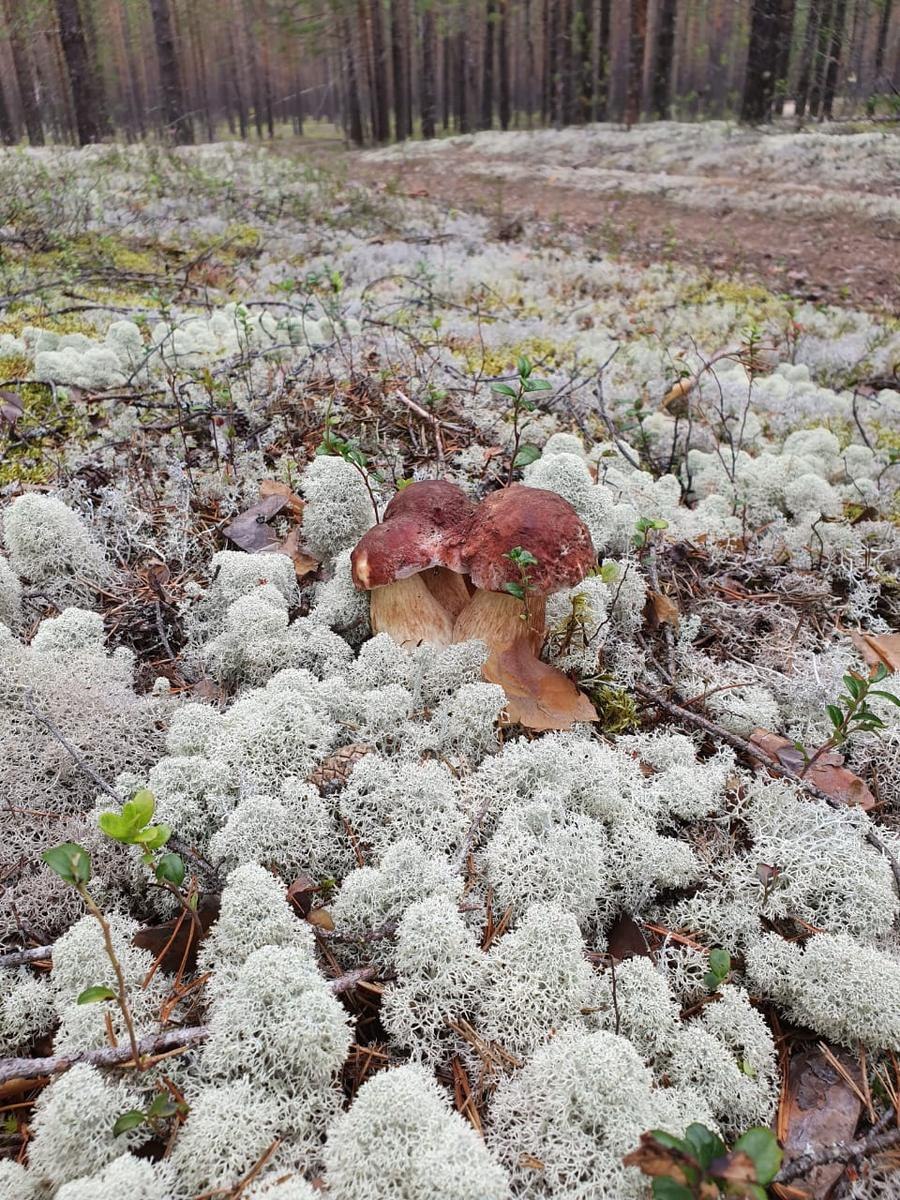 Белый Боровик съедобный или нет
