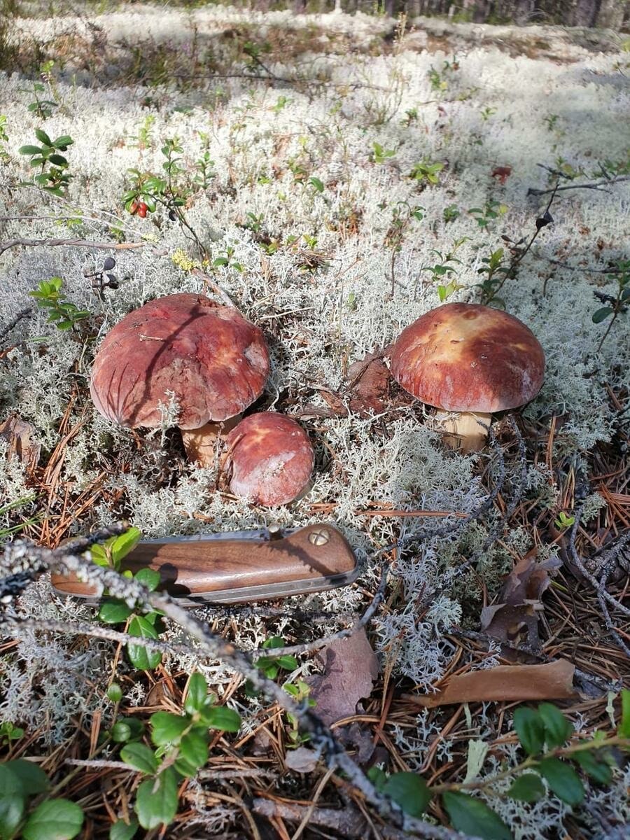 Грибы моховик подосиновик