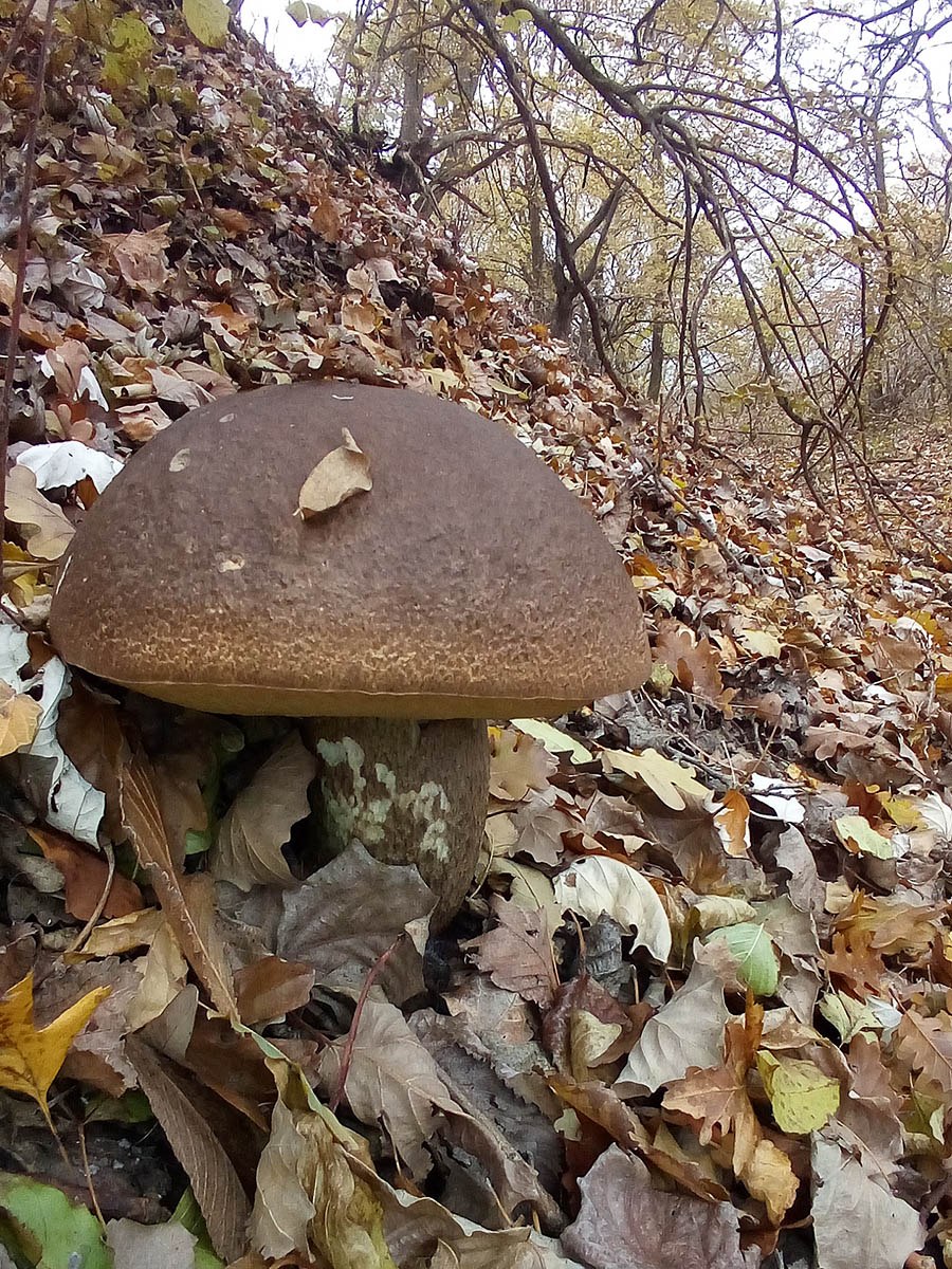 Гриб Боровик Сосновый